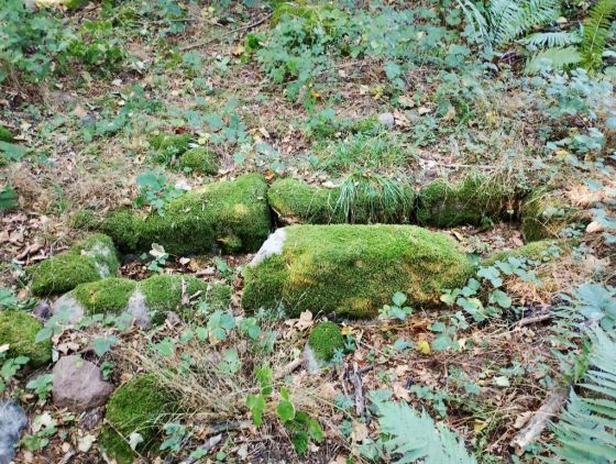 Folehave Skov Stenkiste (Cist)