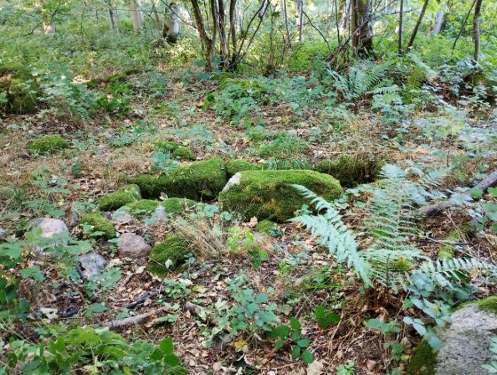 Folehave Skov Stenkiste (Cist)