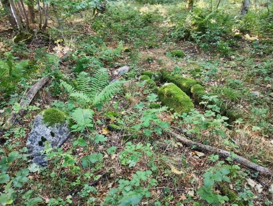 Folehave Skov Stenkiste (Cist)
