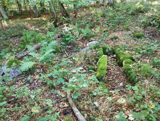 Folehave Skov Stenkiste (Cist)