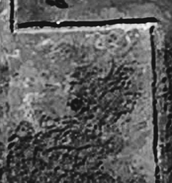 Cors y Gedol Enclosure