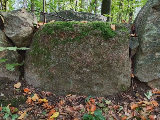Bjørnemose Skålsten (Cup and Ring Marks / Rock Art)