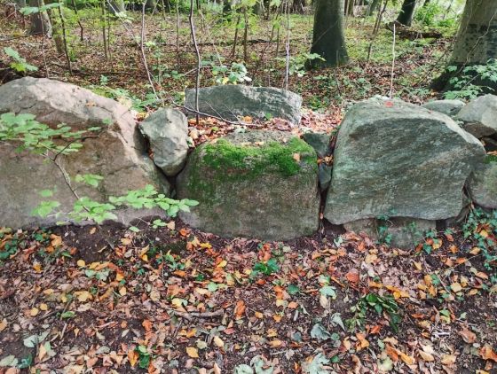 Bjørnemose Skålsten (Cup and Ring Marks / Rock Art)