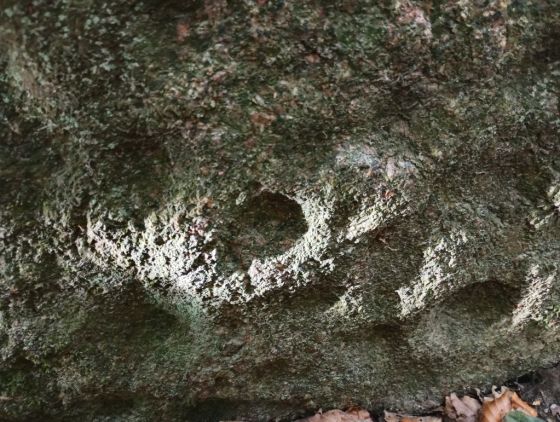 Bjørnemose Skålsten (Cup and Ring Marks / Rock Art)