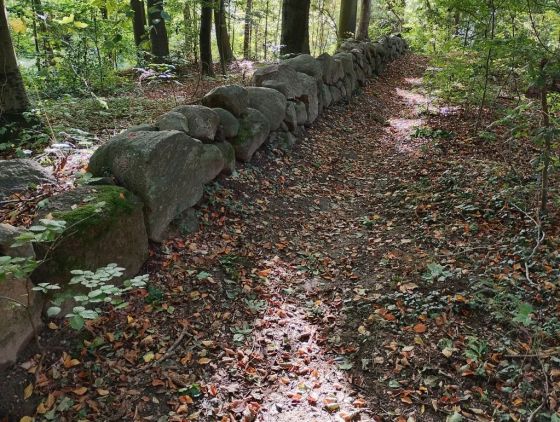 Bjørnemose Skålsten (Cup and Ring Marks / Rock Art)