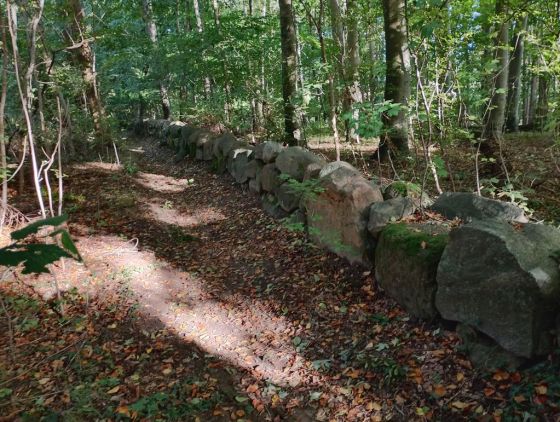Bjørnemose Skålsten (Cup and Ring Marks / Rock Art)