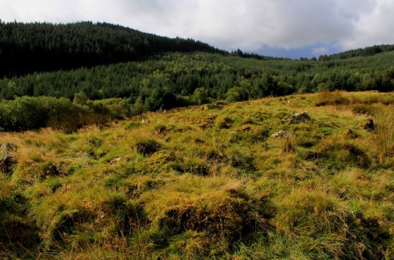 Moel Caws (South) (Round Cairn)