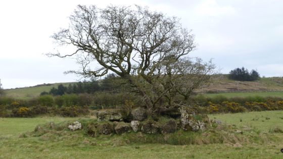 Loughmacrory III (Wedge Tomb)