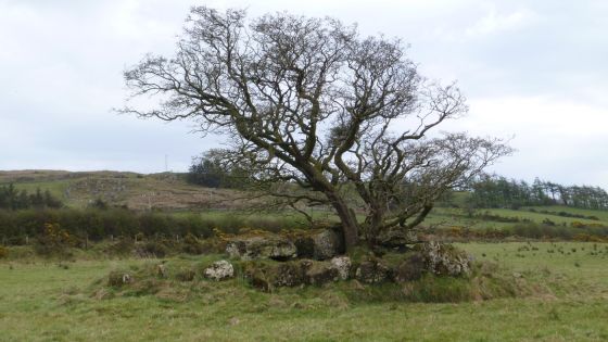 Loughmacrory III (Wedge Tomb)