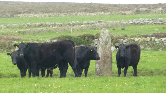 Men Scryfa (Standing Stone / Menhir)