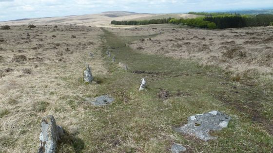 Shovel Down & The Long Stone (Multiple Stone Rows / Avenue)