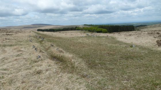 Shovel Down & The Long Stone (Multiple Stone Rows / Avenue)