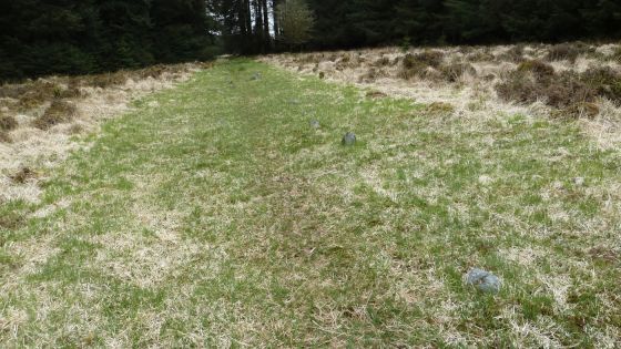 Fernworthy stone row (North)