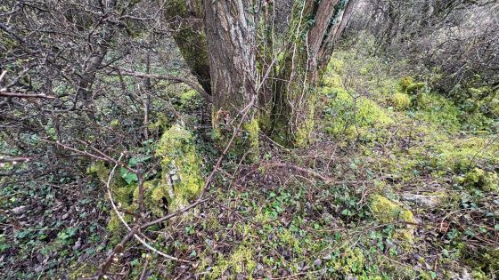 Aghakillymaud (Court Tomb)