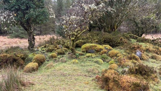Dog Little (Court Tomb)