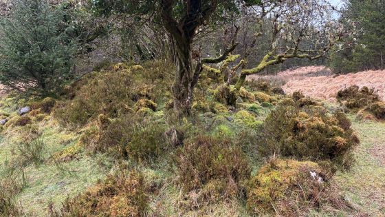 Dog Little (Court Tomb)