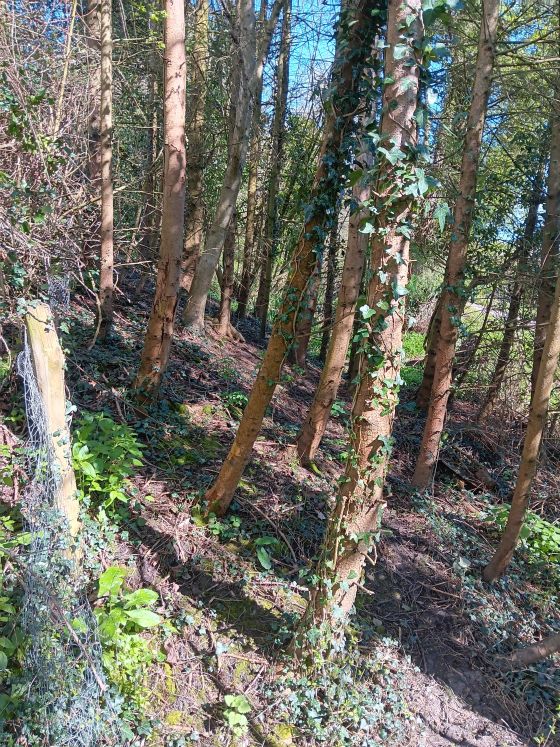 Harborough Banks (Hillfort)