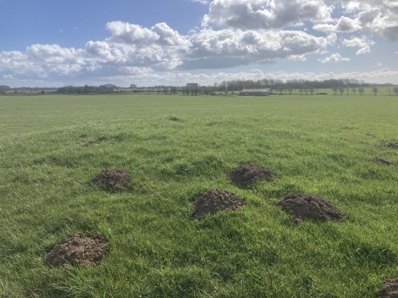 Whitestown Farm (Barrow / Cairn Cemetery)