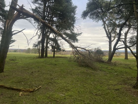 Braveheart Hill Barrow (Round Barrow)