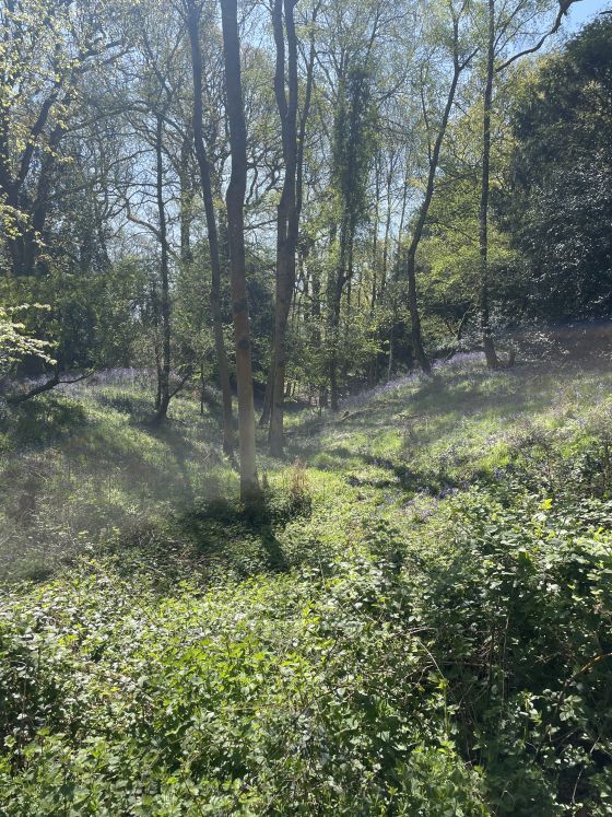 Bussock Camp (Hillfort)
