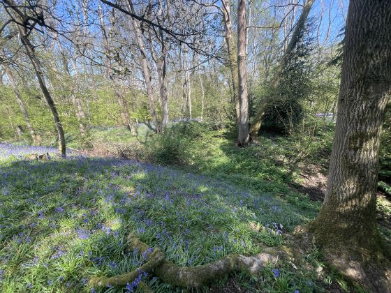 Bussock Camp (Hillfort)