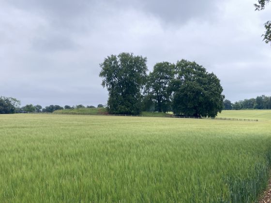 Windmill Tump (Long Barrow)