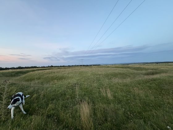 Little Curragh Barrow V (Round Barrow(s))