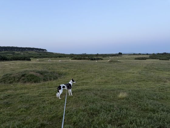 Curragh Bowl Barrows