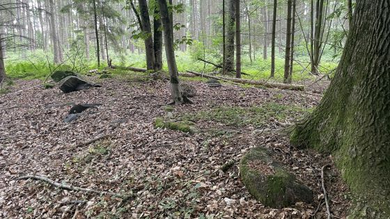 Everstorfer Forst Nord 4 (Dolmen / Quoit / Cromlech)