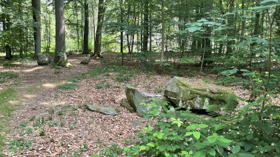 Everstorfer Forst Nord 8 (Dolmen / Quoit / Cromlech)