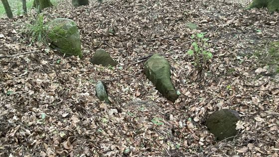 Everstorfer Forst Nord 10 (Dolmen / Quoit / Cromlech)