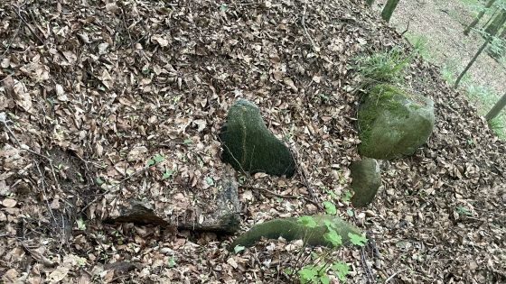 Everstorfer Forst Nord 10 (Dolmen / Quoit / Cromlech)