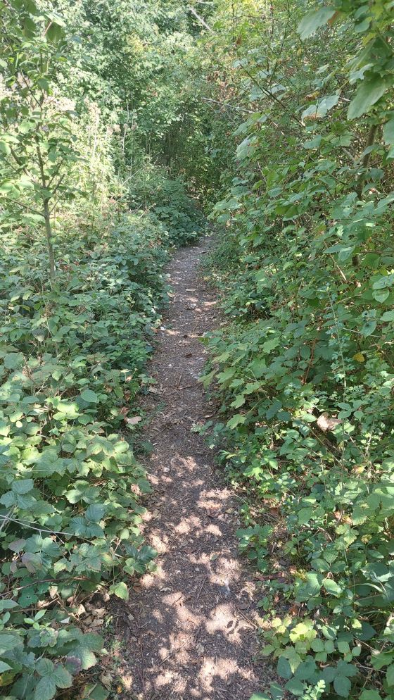 Offham Hill (Causewayed Enclosure)
