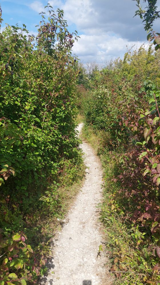 Offham Hill (Causewayed Enclosure)