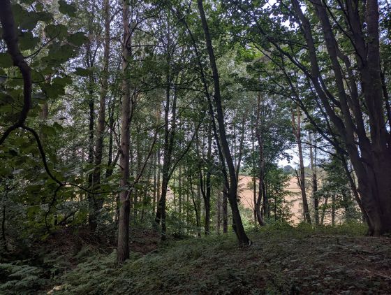 Camp Wood (Hillfort)