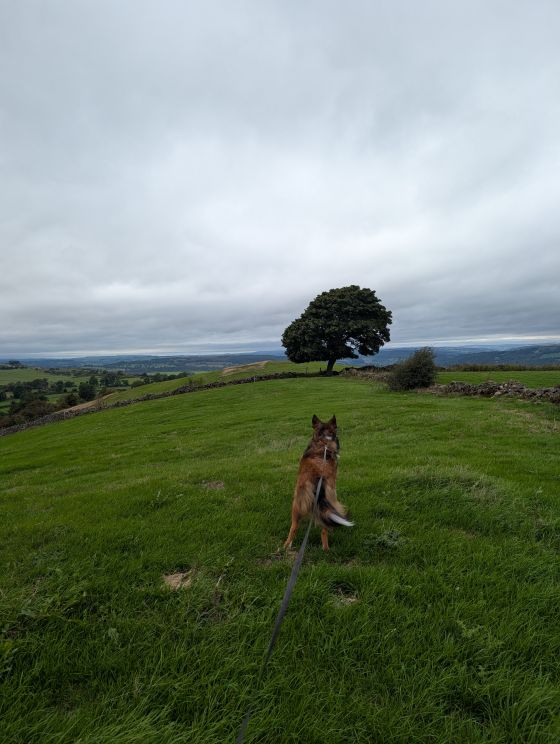 Masson Hill (Round Barrow(s))