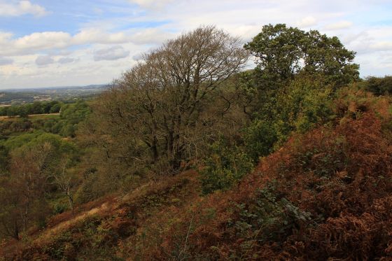 Midsummer Hill