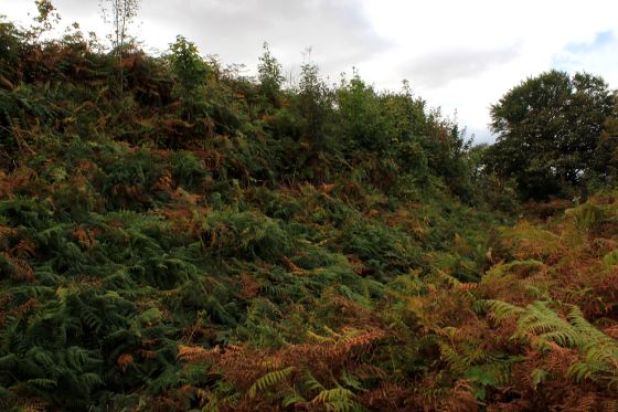 Midsummer Hill (Hillfort)