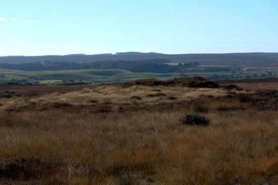 Latter Gate Hills (Round Barrow(s))
