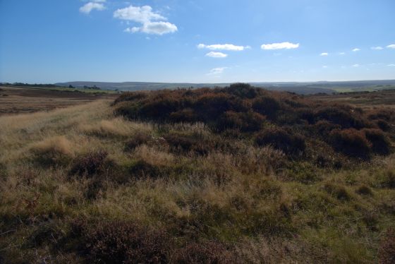 Latter Gate Hills (Round Barrow(s))