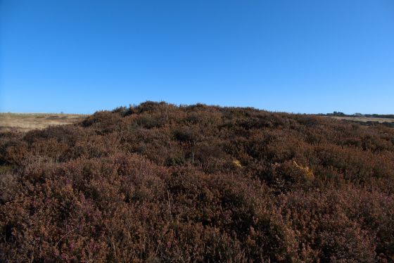 Latter Gate Hills (Round Barrow(s))