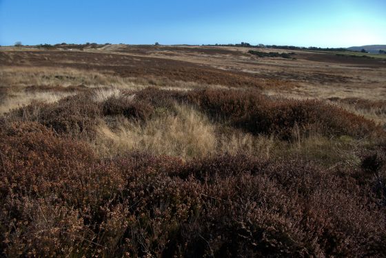 Latter Gate Hills (Round Barrow(s))
