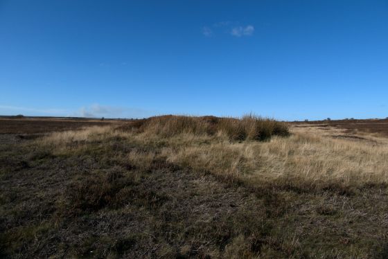 Latter Gate Hills (Round Barrow(s))