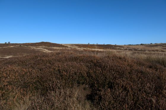 Latter Gate Hills (Round Barrow(s))