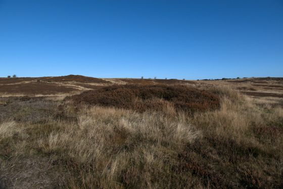 Latter Gate Hills (Round Barrow(s))