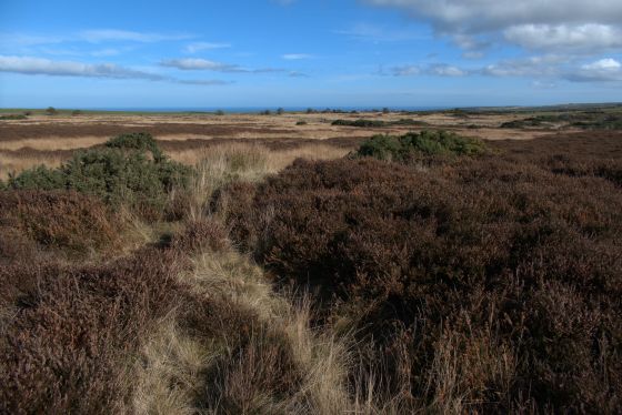 Newton Mulgrave Round Barrow (Round Barrow)