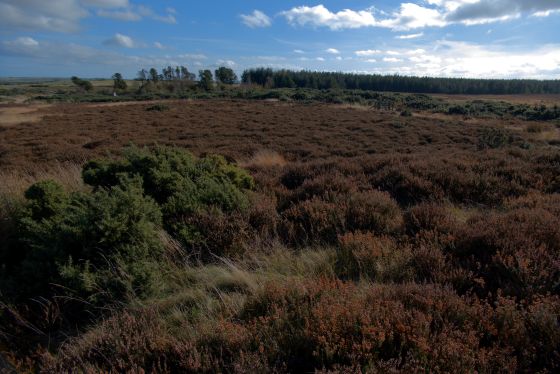 Newton Mulgrave Round Barrow (Round Barrow)