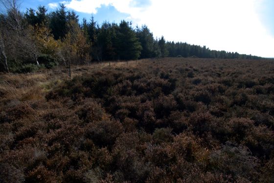 Newton Mulgrave Round Barrow (Round Barrow)