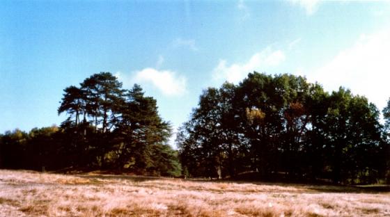 Petersfield Heath (Barrow / Cairn Cemetery)