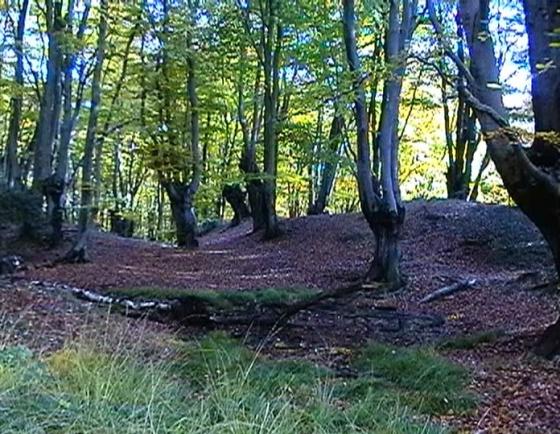 Loughton Camp (Ancient Village / Settlement / Misc. Earthwork)